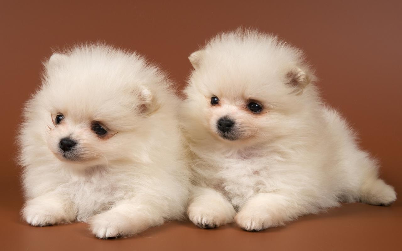 Choosing Your New Pit Bull Puppy Dog Advice
